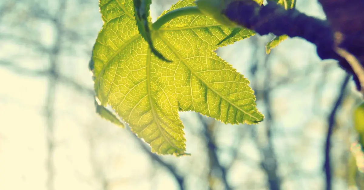 Como resolver erro de autenticação no IPTV | GoldenCross IPTV